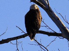 Bald eagle 2 2009