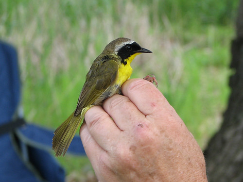 Common Yellowthroat in the hand