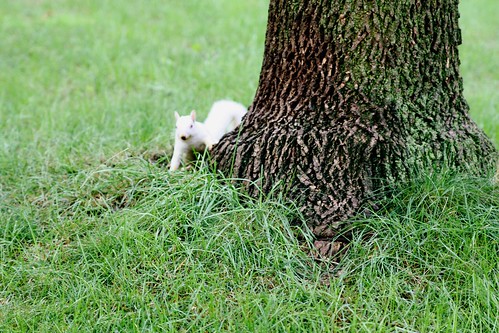 albino squirrel in our neighborhood