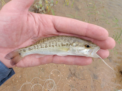Pedernales River Bass