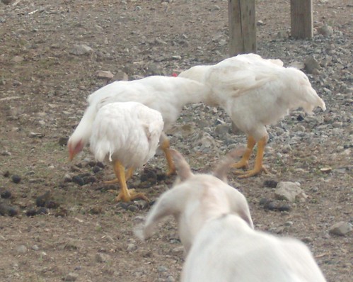 chickens and goat