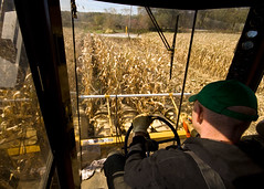 Picking Field Corn