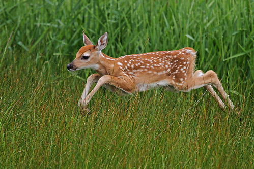 Airborne Fawn
