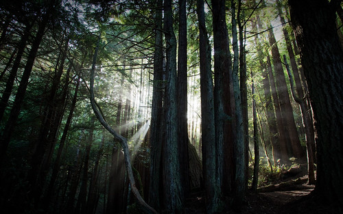 フリー画像|自然風景|森林/山林|太陽光線|樹木の風景|フリー素材|
