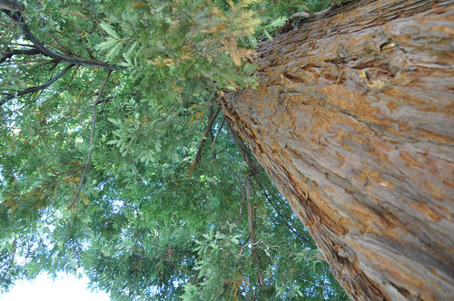 First redwood tree