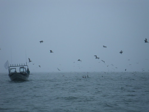 Pelicans at Buoy Ten