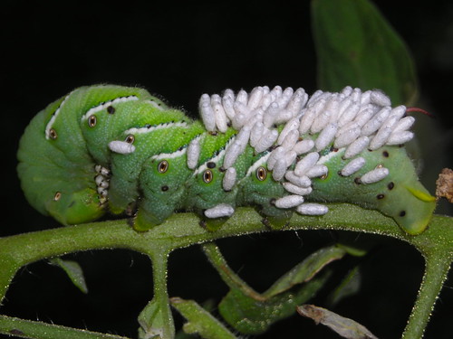 Toamto Hornworm with Parasitic wasp larvae