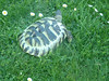 Schildkröte auf der Wiese