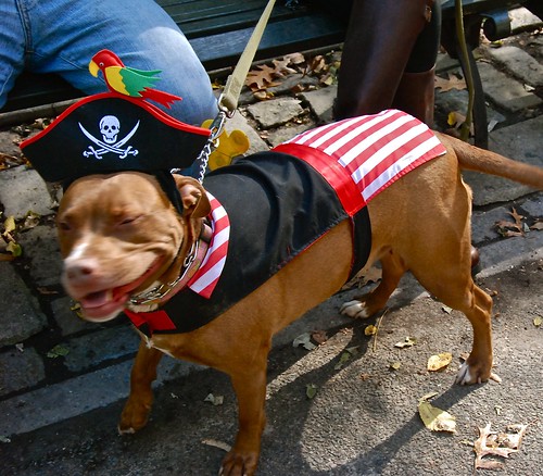 October 25, 2009 at Tompkins Square Dog Run in New York City.