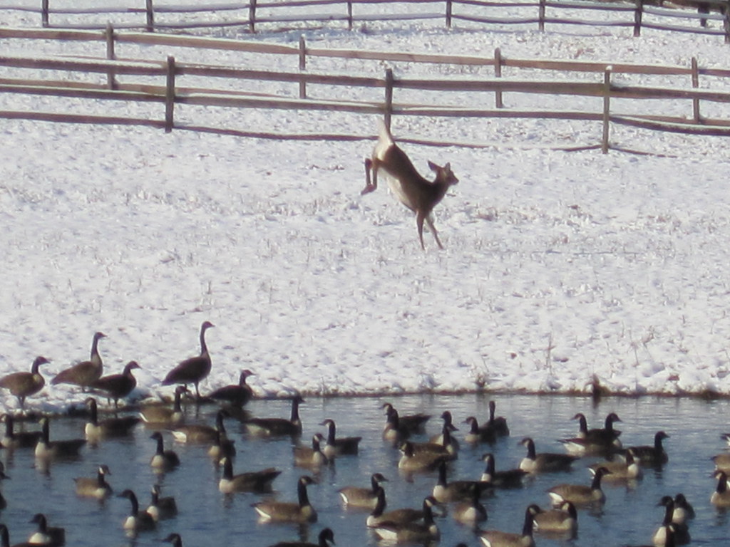 Leaping deer, staring geese
