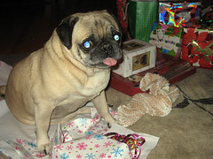 norman in his wrapping paper remnants