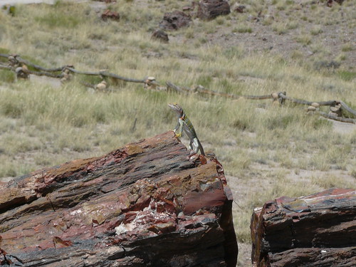 collard lizard standing on petrified tree