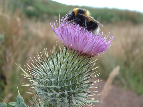 thistle and bee 026