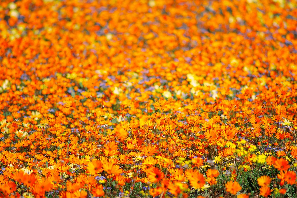 Namaqualand Flowers Continued I