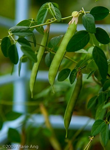 Pods of Blue pea flower