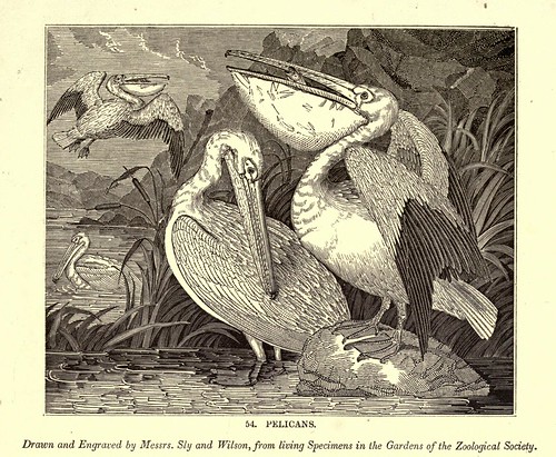 006a-Pelicanos-One hundred and fifty wood cuts, selected from the Penny magazine 1835