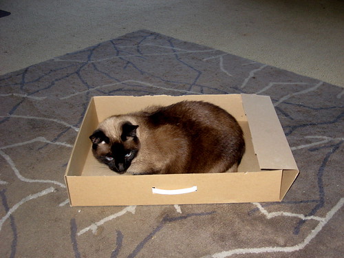 Siamese cat sitting obliviously inside large cardboard box