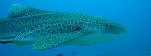 photo plongee: requin leopard