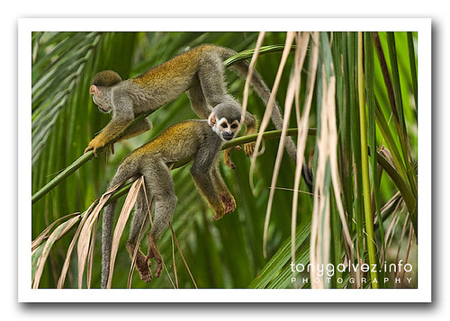 monkey business, Amazonas