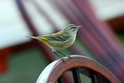 Palm Warbler uncropped edited 20091120