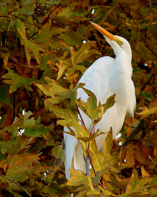Autumn Egret