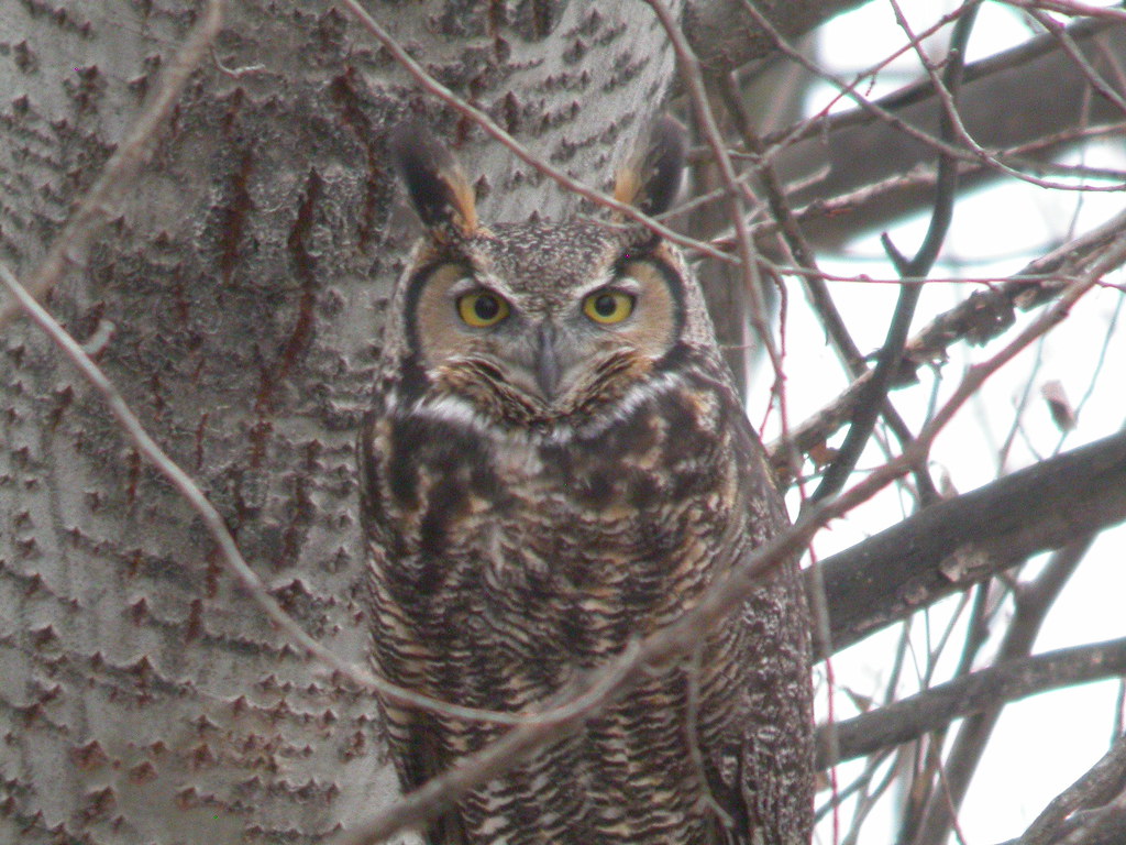 Great horned owl, photo by Nat D.