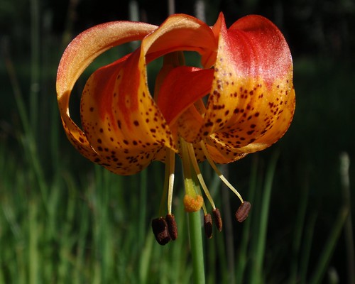 Leopard Lily 02
