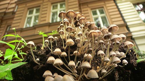 Mushrooms - Photography