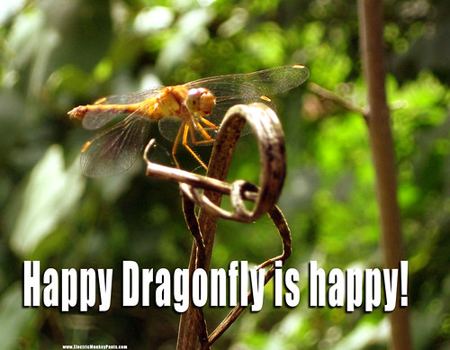 Happy Dragonfly is Happy!