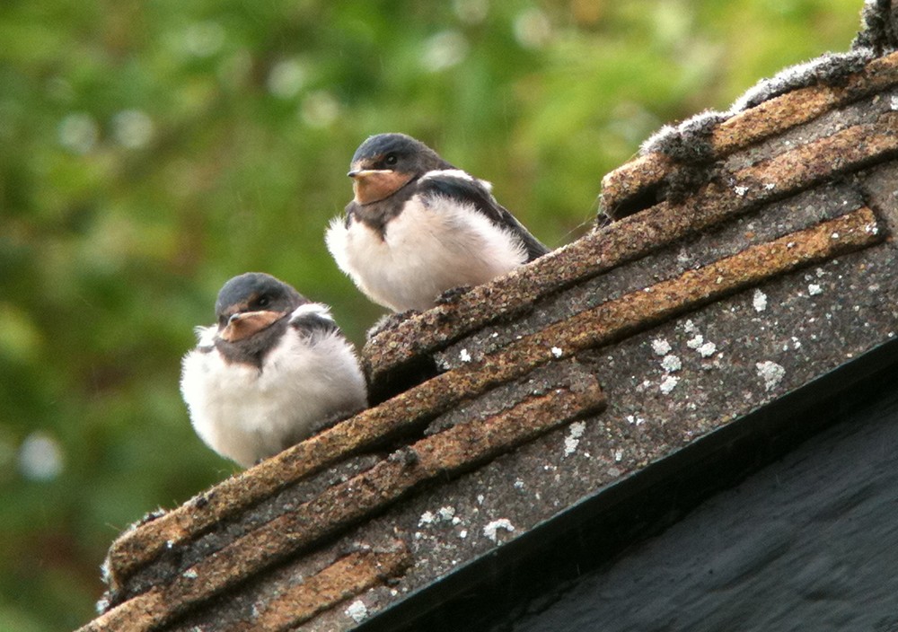 Swallow fledglings