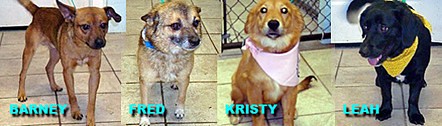 Kinship Circle - 2009-09-25 - Cobb County Dogs Need Rescue 02 by smiteme