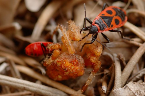 Pyrrhocoris apterus & Araneus diadematus| Vuurwants en kruisspin - Firebug and Garden spider