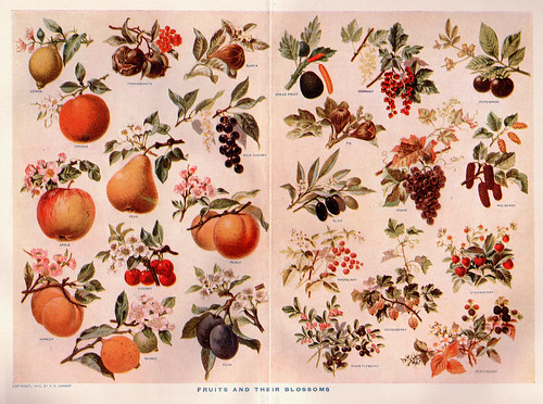 fruits and blossoms