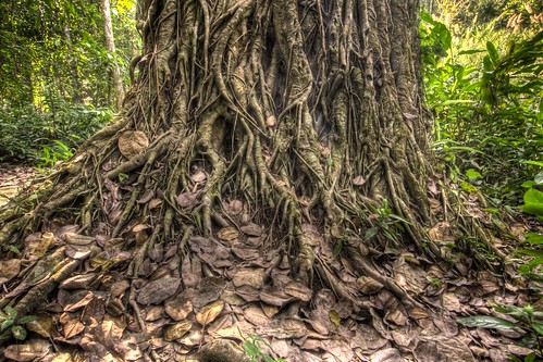 Rooty Tree Trunk