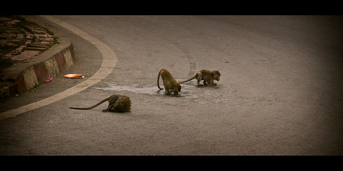 Monkeys in the streets!