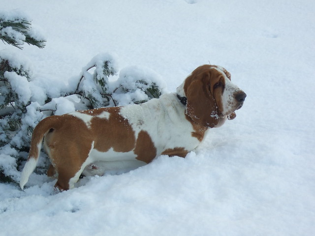 claiming the tree for himself. playing in the park after an unusually big snowfall