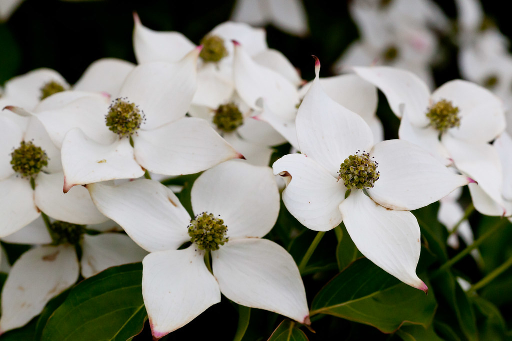 White Flowers #4
