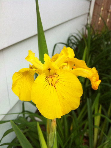 bloomin iris