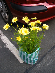Yellow daisies from Glencree