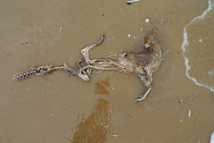 Dead deer on the beach