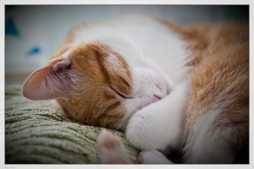  フリー画像| 動物写真| 哺乳類| ネコ科| 猫/ネコ| 寝顔/寝相/寝姿|      フリー素材| 