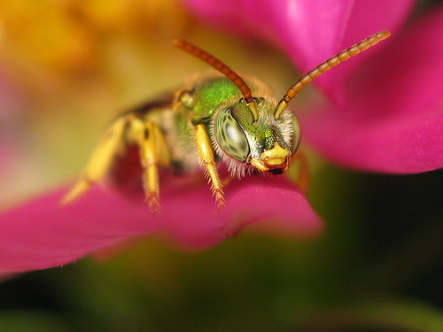 Green Metalic Bee Macro -Face on...