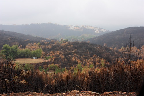 Burnt field at Stamata