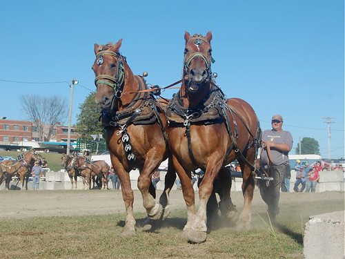 Shawville Fair: Heavy horses