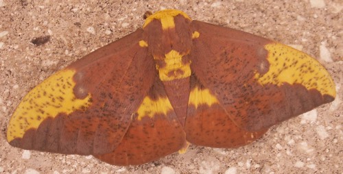 Male Imperial Moth, Dorsal View