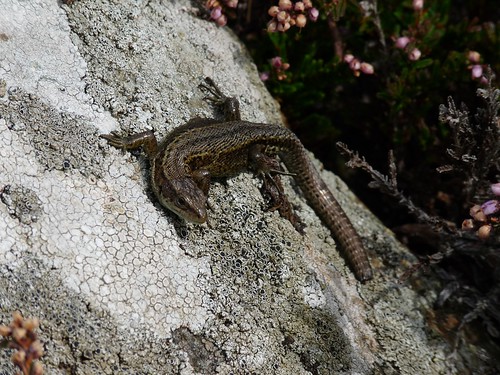 11460 - Common Lizard at Strumble Head