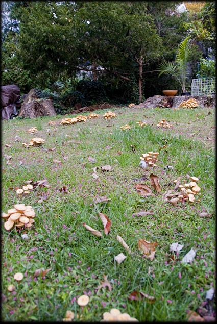 yard-mushrooms