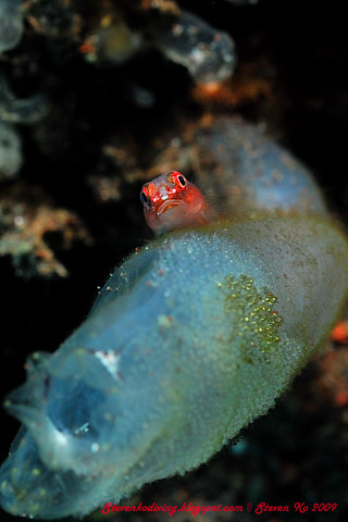 Tiny Goby with eggs
