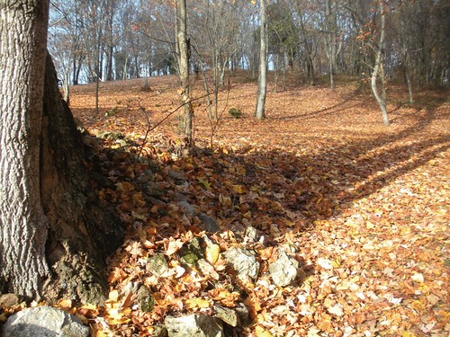 Fall-leaves-fallen
