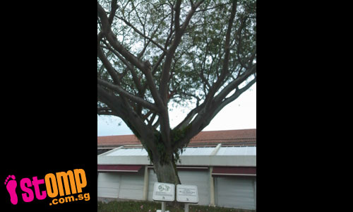  Why was this famous tree at East Coast Seafood Centre removed?